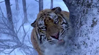 ვეფხვის და ადამიანის ბრძოლა / Tiger and human struggle