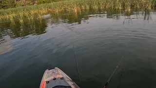 Aggressive bass feeding UP