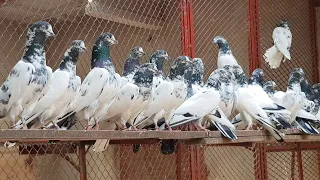 Ch Sakhi Muhammad Bhatti ke Teddy Kabootar | High Flying Teddy Pigeons in Pakistan | Teddy Kabootar