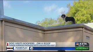 Dog stuck on roof