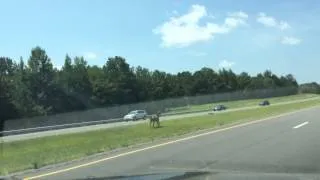 Horse Loose On HWY 78 in AL - 24 AUG 14