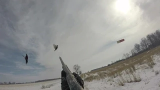 Ohio Pheasant Hunting with Pointing Dogs in March Snow