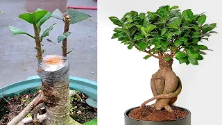 How To Grow Ficus Plant