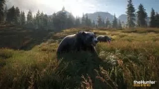 The Legendary Cinnamon Bear-The Hunter Call Of The Wild