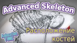 Корректное расположение  костей в скелете | Correct joints placement