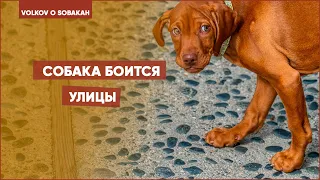 Собака боится выходить на улицу...Щенок боится улицы что делать? Почему щенок боится гулять? Кинолог