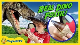 Real Dinosaur Fossil, a Life Size Raptor & Surprise Egg Toys