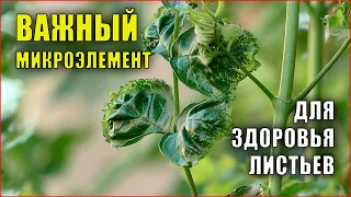 Деформированные листья. Болезнь, или нехватка элементов питания, признаки нехватки кальция, кампсис