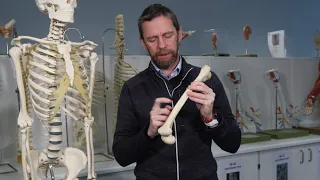 A bit of bone biology