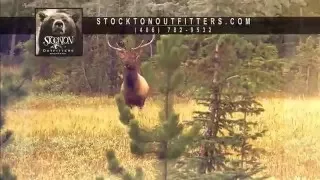 Stockton Outfitters- Montana's Top Ranked Outfitter for Spring Bear, Elk and Mule Deer Hunting