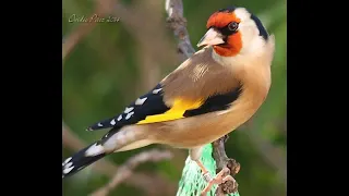 Download GOLDFINCHES SINGING CD Free (4 Hour Extended Version)