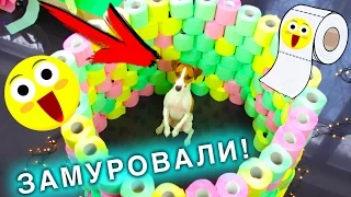 ИГРОВАЯ КОМНАТА - Полоса ПРЕПЯТСТВИЙ ДЛЯ СОБАКИ ИЗ ТУАЛЕТНОЙ БУМАГИ | Elli Di Pets