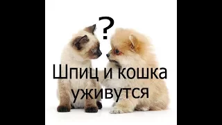 Шпиц и кошка уживутся ?