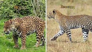 Интересные факты о леопарде и ягуаре