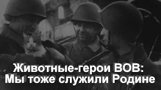 Животные герои ВОВ  Мы тоже служили Родине Animals heroes of the Second World War