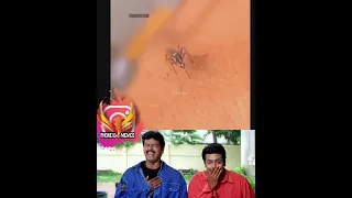Iron skin can't bite by mosquito 🤣 #vadivelu #funny #animalsvideo