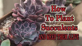 How To Plant Succulents, Outdoor Gardening, Plant Care For Beginners@ChopstickandSucculents