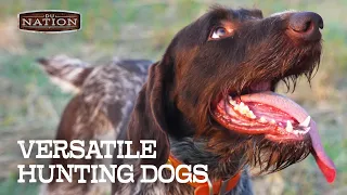 Training a Versatile Hunting Dog | DU NATION
