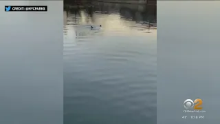 Dolphins spotted swimming in the Bronx River this week