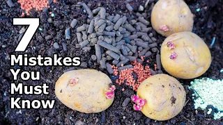 AVOID THESE 7 Potato Growing Mistakes