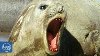 Elephant Seal: Patagonia