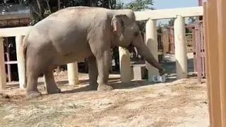 Elephant activities, Update Beautiful Kaavan (Rescued Elephants) [Episode 27]