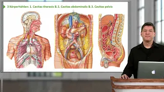 Situs Abdomen: Übersicht Magen-Darm-Trakt & Einteilung Körperhöhlen und Bauchregionen