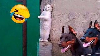 Perros 🐶 vs Gatos 😻 🤣 Videos Divertidos De Animales 😁 Parte 3