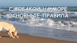 С собакой на МОРЕ. Основные ПРАВИЛА