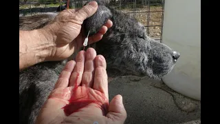 DOG EAR HEMATOMA BLOOD DRAINING . DO IT YOURSELF AT HOME