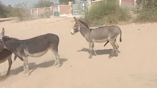 donkey meeting and enjgoHi how are you please subscribe my YouTube channel