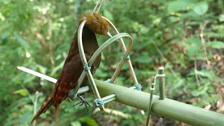 Wild Man: The Technique to Create Amazing Bird Trap to Catch Bird in the Jungle.
