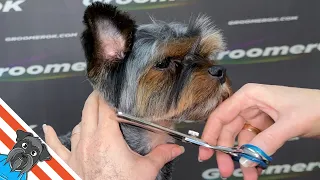 How to Groom a Yorkshire Terrier | Step-by-Step Tutorial for Perfect Yorkshire Terrier Cuts | GlamUp