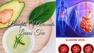 Boost your health with Avocado Leaves Tea  | Natural Health Benefits