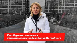 Как Мурино превращается в наркотический хаб Санкт Петербурга