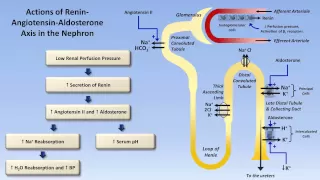 Sodium and Potassium Metabolism (Renin, Angiotensin, Aldosterone, and ADH)