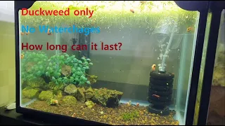 No water change aquarium with only duckweed possible? 1 Year experiment.