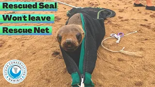 Rescued Seal Won't Leave Rescue Net