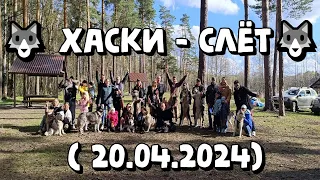 🐺 ХАСКИ - СЛЁТ🐺 ( 20.04.2024)