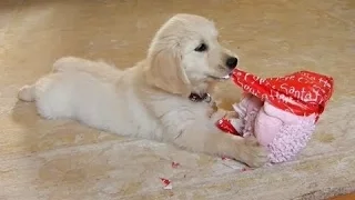 Смешные собаки - Открытие новогодних подарков. Сборник [HD]