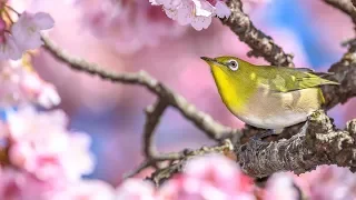 Peaceful Relaxing Instrumental Music, Meditation Nature Music, Happy Music "Spring" by Tim Janis