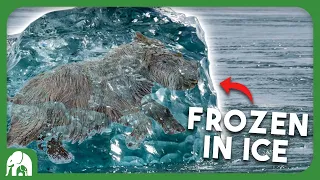 Frozen Wonders: 10 Prehistoric Animals Found Trapped in Ice!