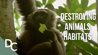 Trying To Save The Small Tree-Dwelling Monkeys | 1000 Days For The Planet | Documentary Central