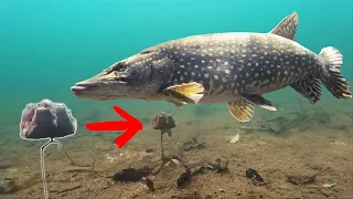BEST way to catch pike (Dead bait)