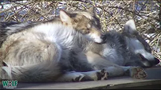 Wolves Know the Best Pillows are Warm and Fuzzy