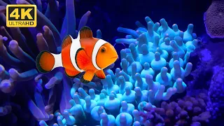 Incredible Vibrant Australian Aquarium in High Quality 4K UHD (Relaxing Music)