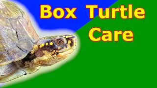 ALL ABOUT BOX TURTLES | Three Toed Box Turtle care guide TIPS AND TRICKS | Animal Highlight Ep. 3