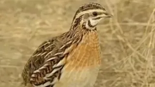 Bıldırcın Sesi Kuşlar