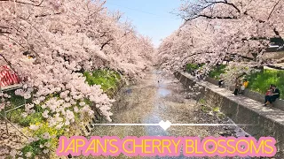 Japan’s Cherry Blossom Festival 2018