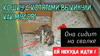 🔴Бросили кошку с котятами | под солнцем и дождём | без надежды на спасение | help a cat with kittens